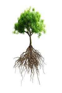 Santa Clarita Tree Service