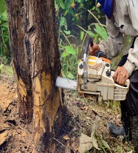 Elk Grove Tree Service