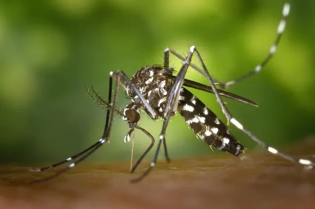 Mosquito Restoration
