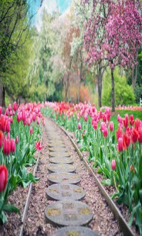 Los Angeles Landscaping