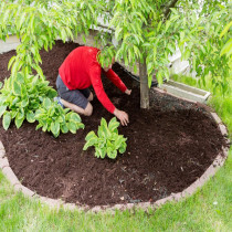Plano Tree Service