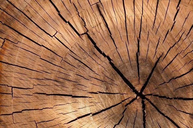 ArborPro Plant Care Experts