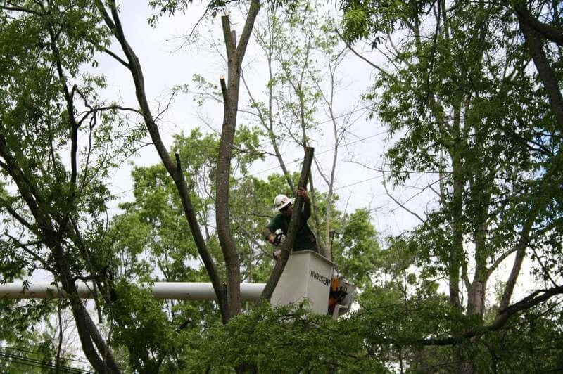 St. Peters Tree Trimming Co.
