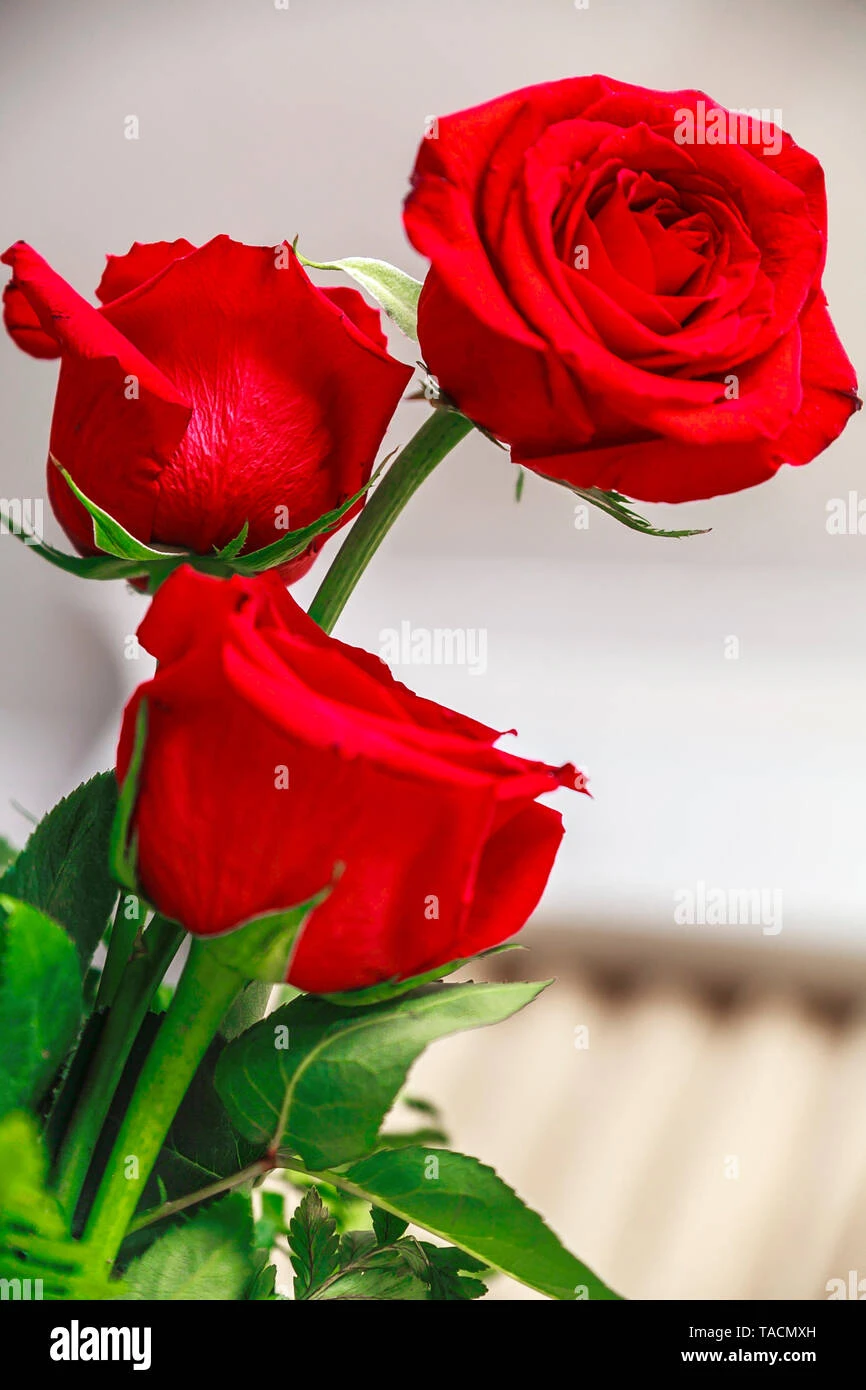 widget-post_image