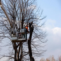 NORTH RICHLAND HILLS TREE SERVICE