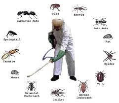 Green Man Pest Control service
