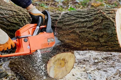 Ridley Tree Service